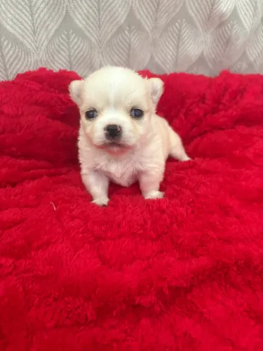 Chihuahua macho pelo longo