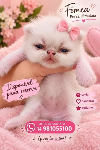 Gato persa Bauru