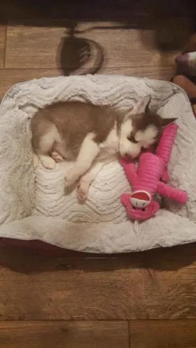Filhote husky siberiano, Pronto Para Uma Vida Repleta de Amor e Diversão?