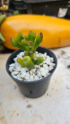 Mini vaso para eventos