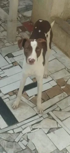 Adoção filhote pitbull misturado com labrador e vira-lata