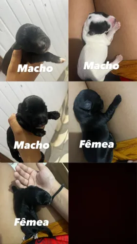 Cachorro 