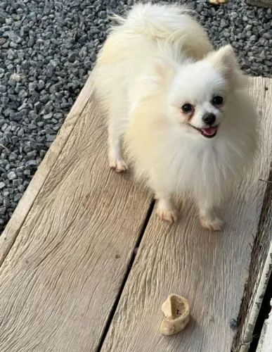 Spitz fêmeas