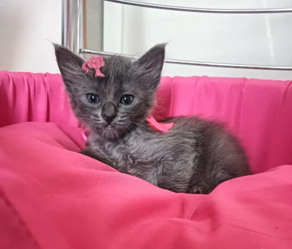 Gato Russian blue 
