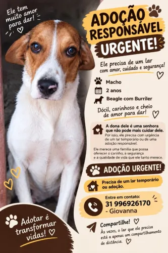Adoção Responsável Cachorro Macho 2 anos - URGENTE