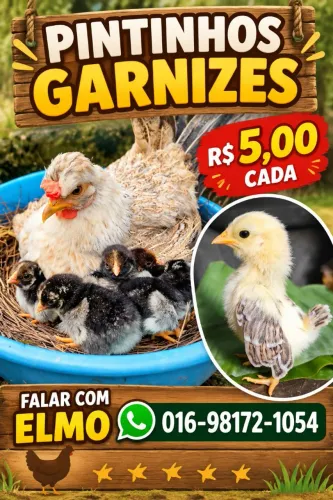 Pintinhos a venda
