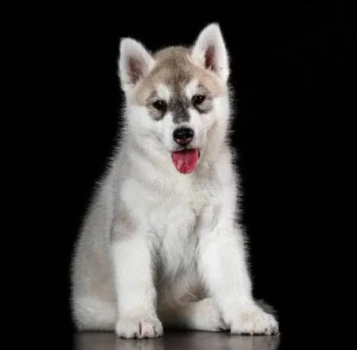 Filhotes de Husky Siberiano | Carisma que impressiona.