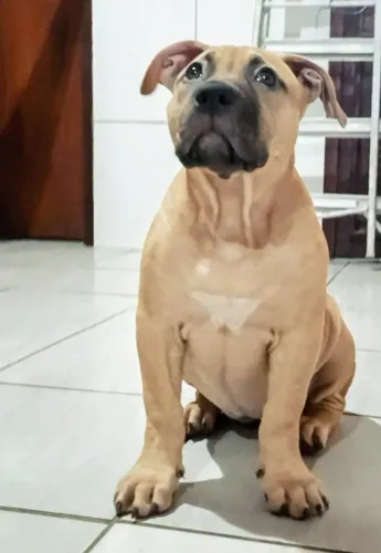 Filhote de Pitmonster 