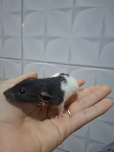 Ratos twister