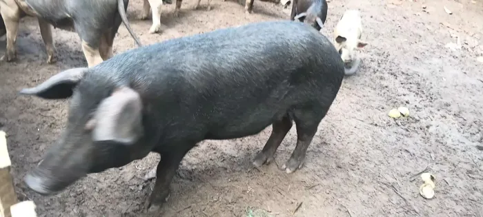 Porco