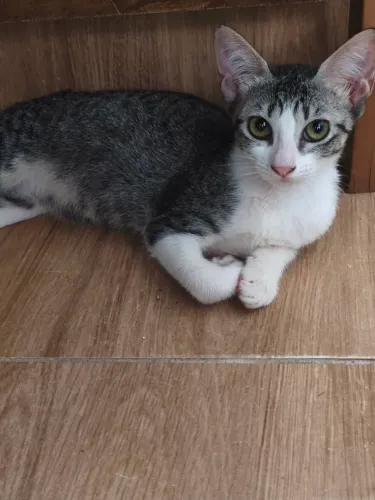 Gatos para adoção responsável 