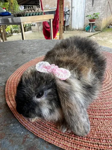 Coelhos Mini Loop