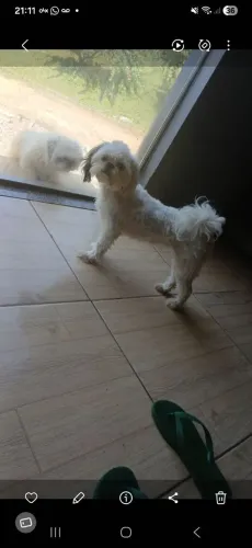 Shitzu fêmea disponível 