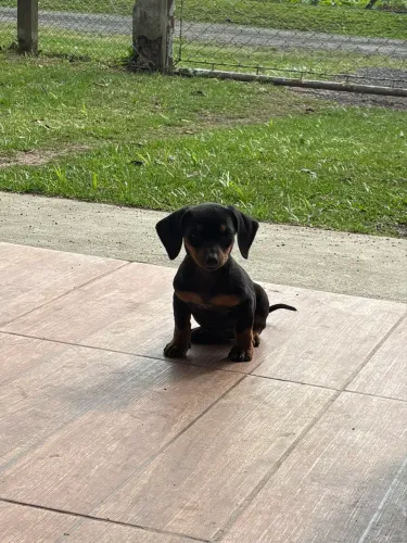 Dachshund
