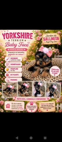 Linda Yorkshire baby face micro