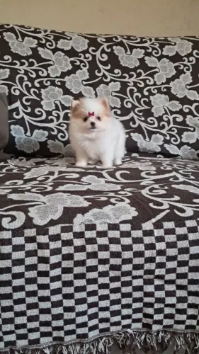 Fêmea Spitz