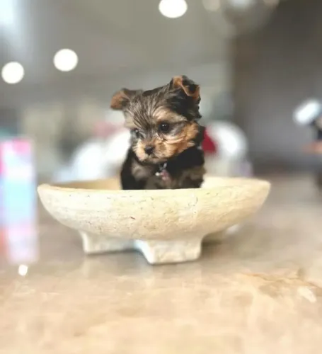 Yorkshire mini macho