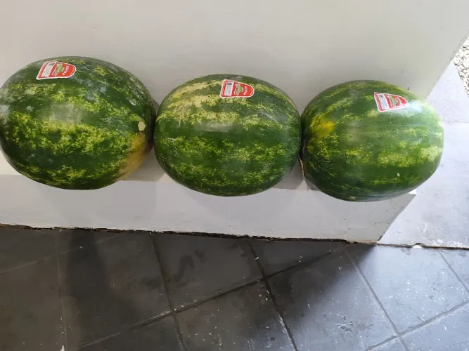 MELANCIA INTEIRA 14,40KG