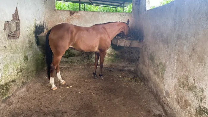 Égua a venda