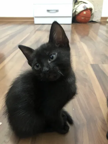 Gatinha filhote fêmea 