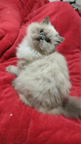 Gato Himalayan com pedigree