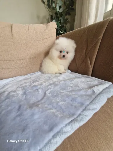 Luluzinho macho branco anão