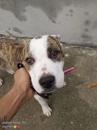 Filhote de Pitbull fêmea 