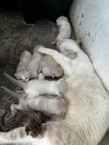 Doação de gato responsável
