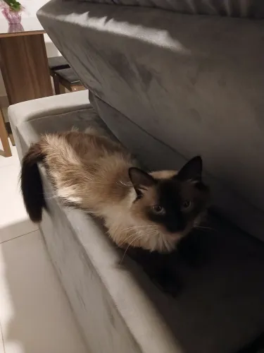 Estou doando essa gatinha 
