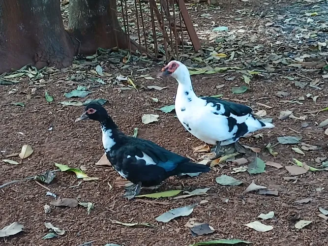 Casal de patos a venda!
