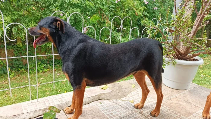 Adoção responsável 