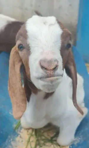 Vendo Bode boer