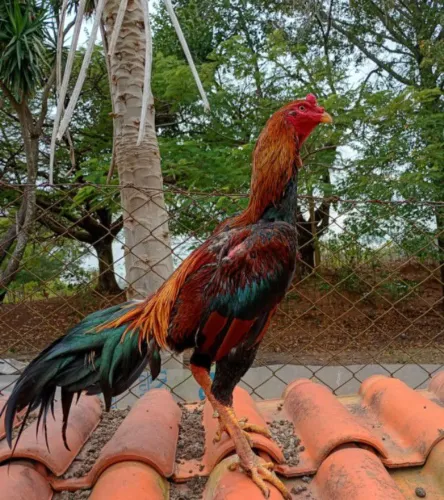 Galo índio costeiro