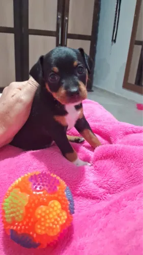 Cachorra pincher