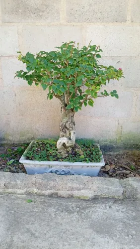 Bonsai Buganvília