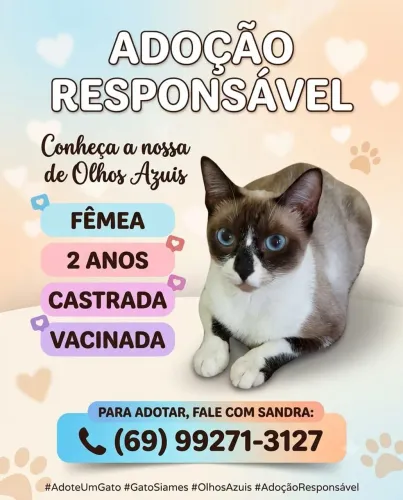 Linda gatinha disponível para doação responsável.
