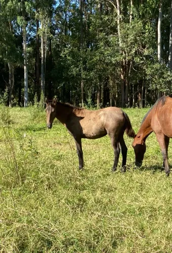 Potra Mangalarga Marchador