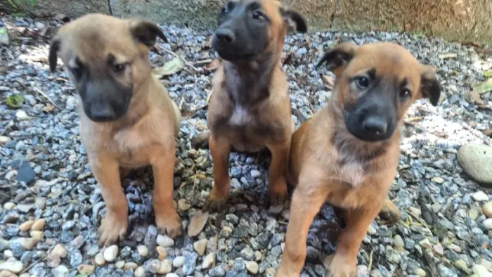 Pastor Belga Malinois - filhotes disponíveis!