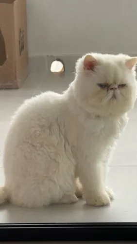 Gato persa macho