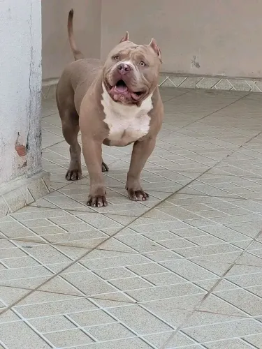 Filhotes pitmoster pedigre