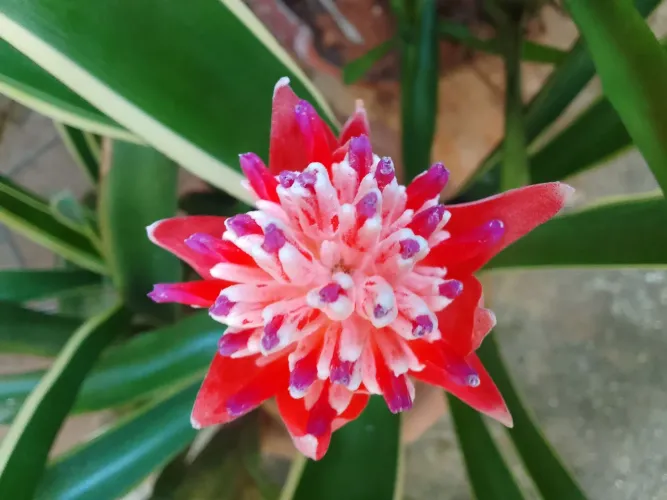Planta: Bromélia variegata (Neoregelia ou Aechmea)