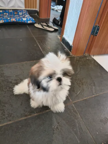 Filhote de Shih Tzu macho