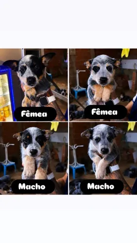 Blue Heeler 