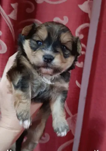Maltipom Porte Pequeno