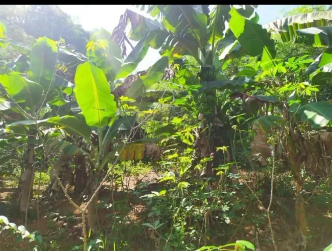 Vendo Terreno Grauna 