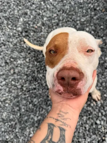 Cachorra para doação