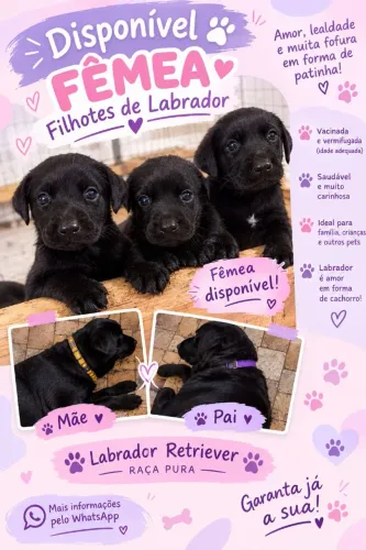 Filhote de Labrador Retriever Fêmea - R$ 600,00