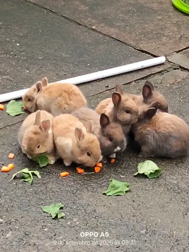 Coelhos