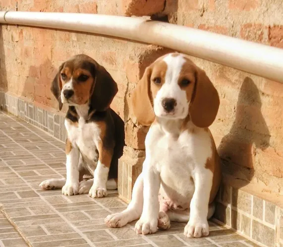 Beagles bicolor e tricolor 