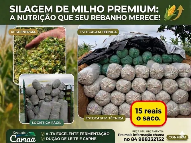 Silagem de palha de milho de excelente qualidade